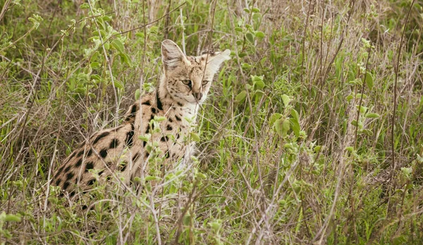 Serval i afrikanska savannen — Stockfoto