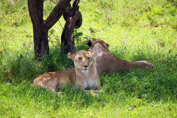 Львы лежат на траве — стоковое фото