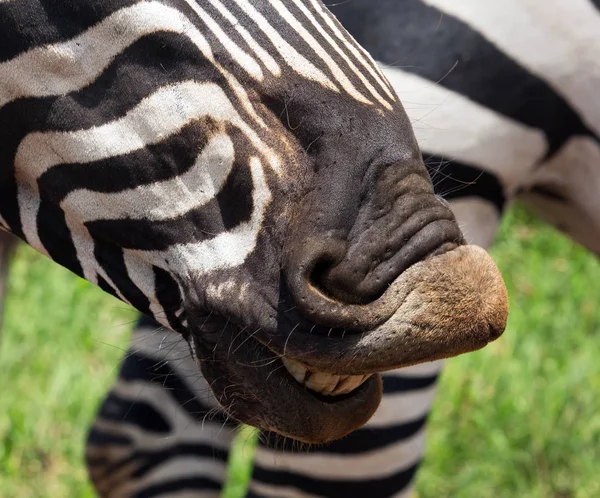 Zebra da vicino. Zebra sta sorridendo — Foto Stock