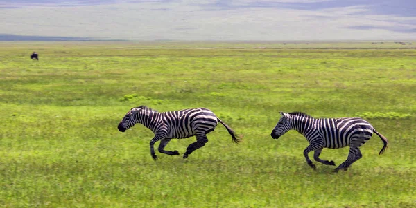 Zebras running, chasing each other — Stock Photo, Image