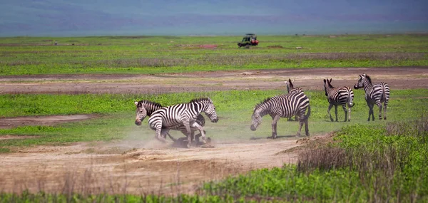 シマウマ、タンザニアのンゴロンゴロ自然公園での戦闘 — ストック写真