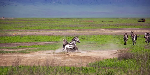 Zebre che combattono nel parco di Ngorongoro, Tanzania — Foto Stock