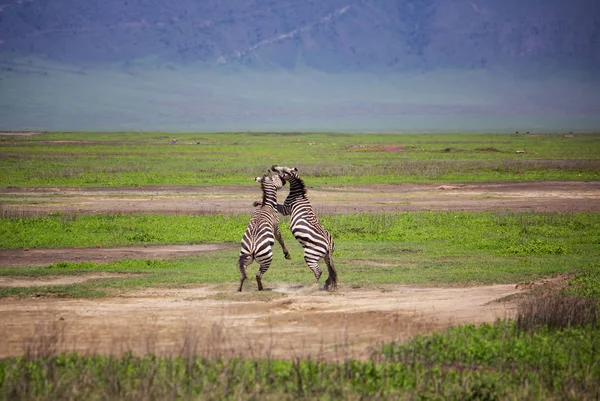 Zebras lutando no parque Ngorongoro, na Tanzânia — Fotografia de Stock