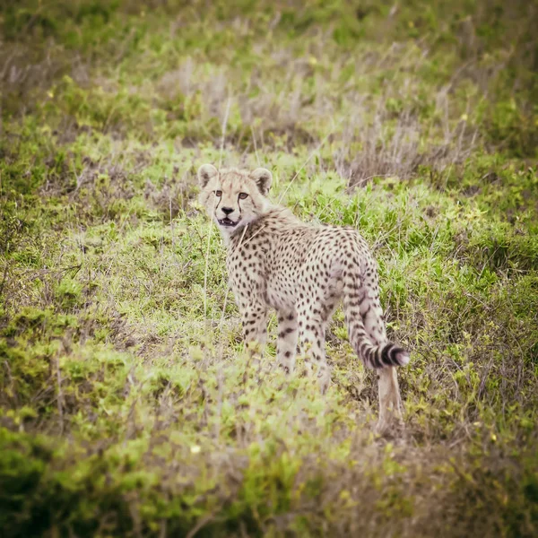 Unga cheetah i Afrikansk savann — Stockfoto