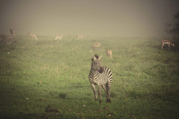 Gazzelle africane e zebre pascolano nella nebbia mattutina . — Foto Stock