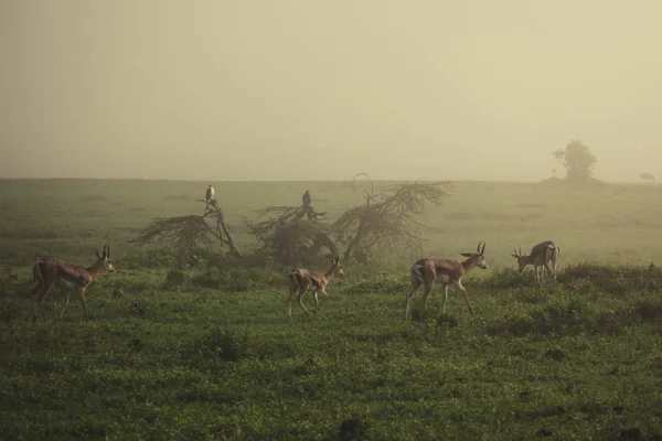 Las gacelas africanas pastan en la niebla matutina . — Foto de Stock