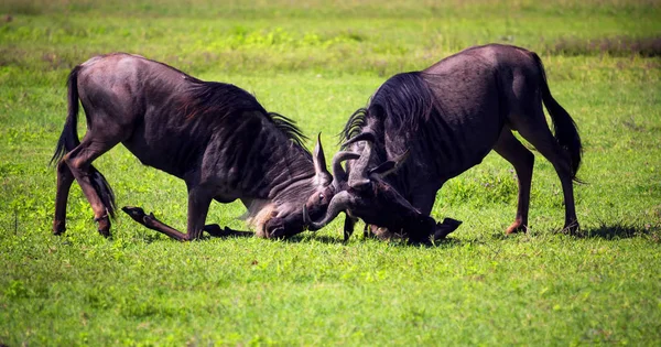 Wildebeests combattendo tra di loro — Foto Stock