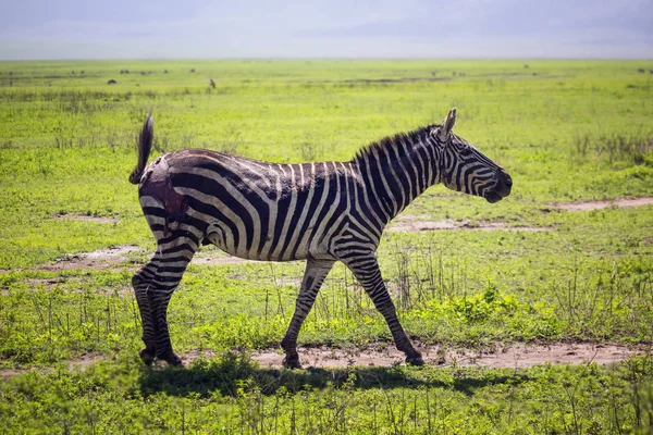 Zebra morsa con ferita sul fianco . — Foto Stock