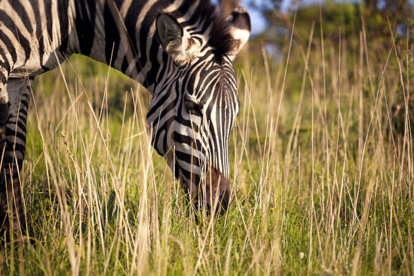 Zebra is grazing in savannah, morning. Safari in Tanzania