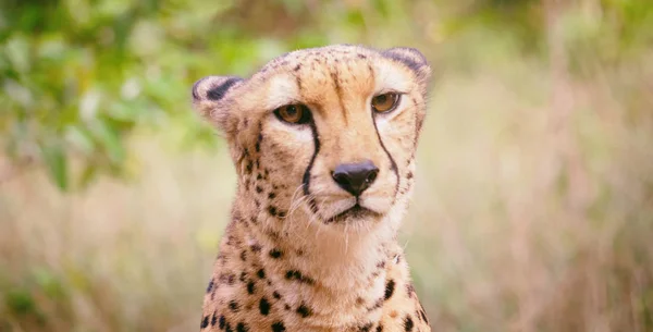 Cheetah porträtt närbild — Stockfoto