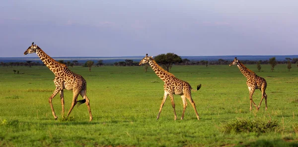 Group of giraffes walking in savannah. — Stock Photo, Image