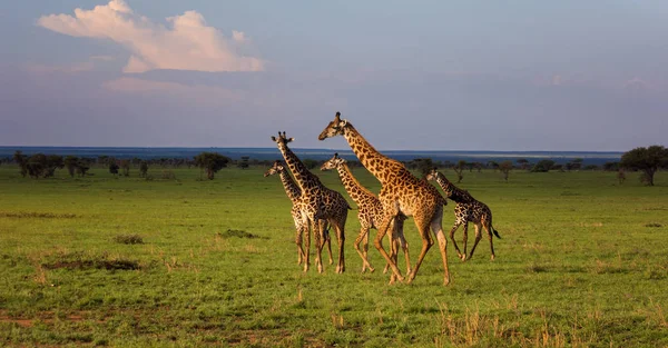 Groep giraffen lopen in savannah. — Stockfoto