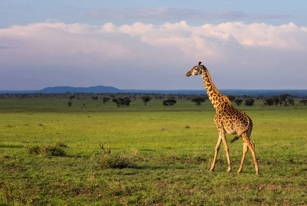 Girafe marche dans la savane . — Photo