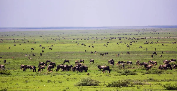 Branco di gnu in savana — Foto Stock