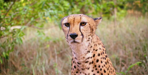 Retrato de guepardo de cerca — Foto de Stock