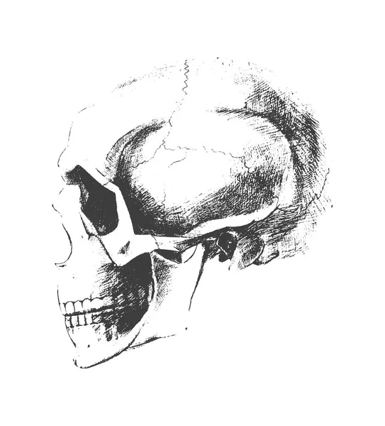 Traced skull sketch — Stock Photo, Image
