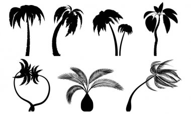 Tropikal palmiye ağaçları yaprakları, olgun ve genç bitkiler ile ayarlayın. Siyah siluetler beyaz arka plan üzerinde izole. Vektör. Palm simgesi
