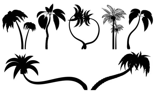 用树叶、成熟的和年轻的植物来设置热带棕榈树。黑色剪影被隔离在白色背景上。向量。棕榈图标 — 图库矢量图片