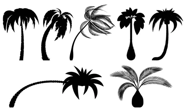Ställ in tropiska palmer med blad, mogna och unga växter. Svarta silhuetter isolerad på vit bakgrund. Vektor. Palm-ikonen — Stock vektor