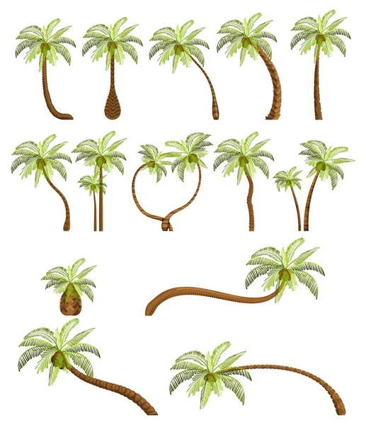 Palmen isoliert auf weißem Hintergrund. schöne Vectro Palma Tree Set Vektor Illustration — Stockvektor