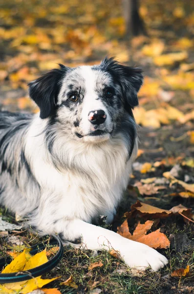 A Border Collie dog outdoors in the autumn park. — Stock Photo, Image