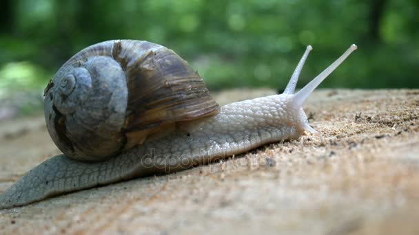 Big Snail Closeup on the trunk of old tree. — Stock Video