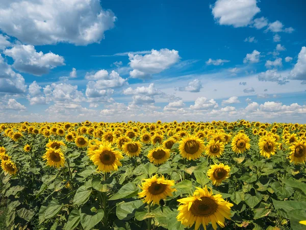 Câmpul de floarea-soarelui sub cerul albastru . — Fotografie, imagine de stoc