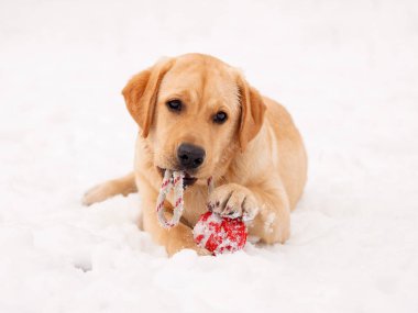 Labrador retriever köpek yavrusu kırmızı oyuncak ile karda. 