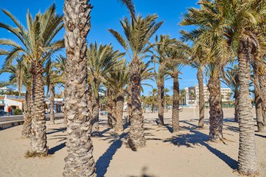 Javea playa del Arenal plajı Akdeniz Alicante Xabia İspanya palmiye ağaçları