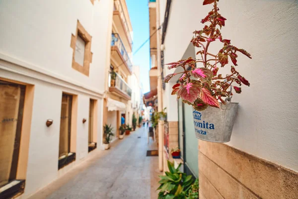 2019年12月23日にジャワ島の旧市街スペインアリカンテジャワ島の旧市街と壁にある美しい通りの1つは 閉じられた植木鉢です — ストック写真