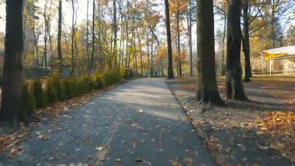 Promenader på park alley i soliga höstdag — Stockvideo