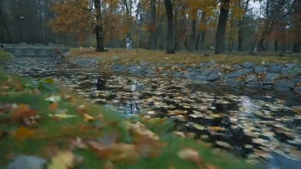 Dammen i parken hösten, täckt med löv — Stockvideo