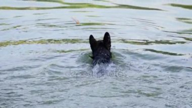 Bir sopa getirmek için suda yüzen köpek