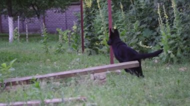 Aktif ve neşeli köpek bir yürüyüş