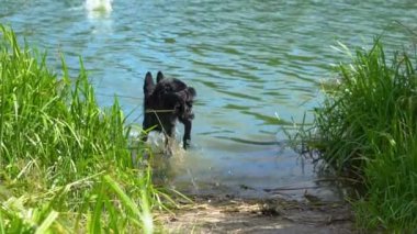 Köpek için bir sopa bir nehre yüzüyor
