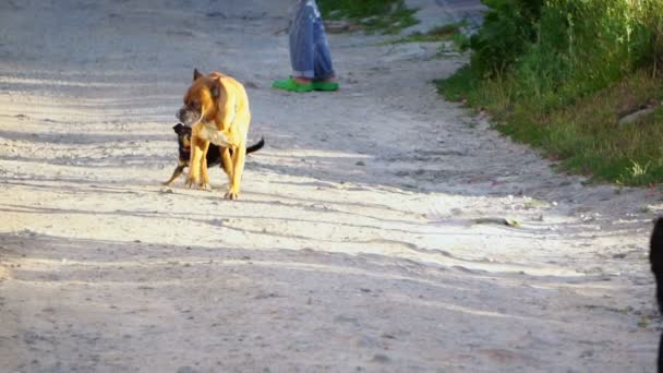 Hundeeifersucht ist die Situation mit drei Hunden beim Gassigehen — Stockvideo