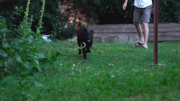 Собака на прогулке на заднем дворе — стоковое видео