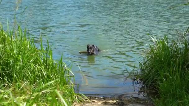 Perro negro trae un palo en los dientes y nada en el agua — Vídeo de stock