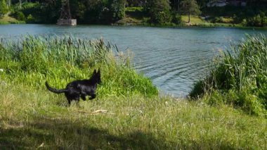 Köpeği yürüyüşe bir sopa için nehre atlar