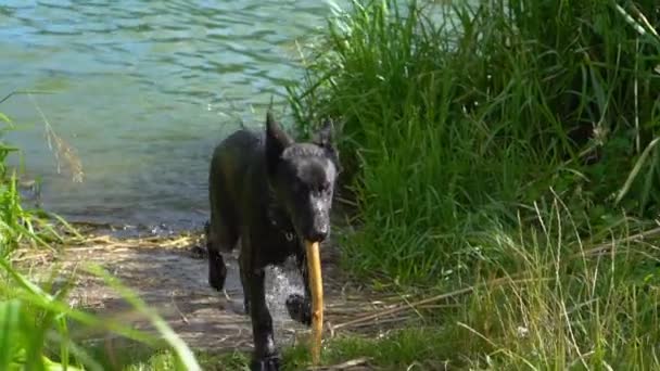 Black wet dog brings a stick — Stockvideo