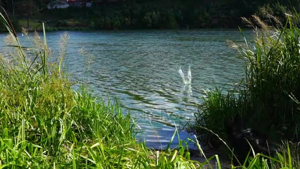 Σκύλος άλματα στο ποτάμι για να φέρετε ένα ραβδί — Αρχείο Βίντεο
