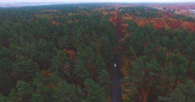 Doğa manzara orman ufuk araba yolda hareket ediyor