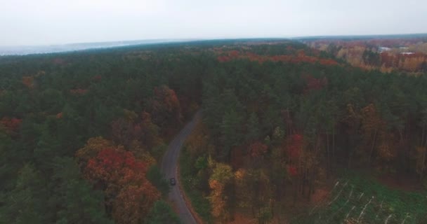 Осенний пейзаж с шоссе среди вершин сосен и лиственных деревьев — стоковое видео
