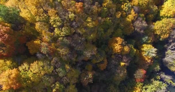 Bosque otoñal y con clima soleado y el río fuera de la ciudad — Vídeo de stock