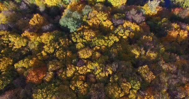 Fundo de árvores de outono em tempo ensolarado e sombras na lagoa — Vídeo de Stock