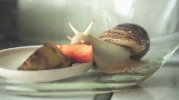 Caracol Achatina comendo cenouras sentadas no aquário — Vídeo de Stock