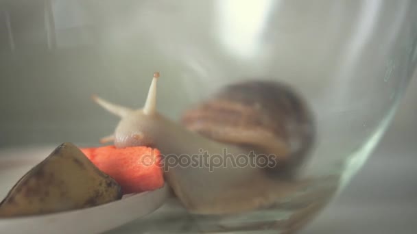 Huisdier slak Achatina eten wortelen in aquarium — Stockvideo