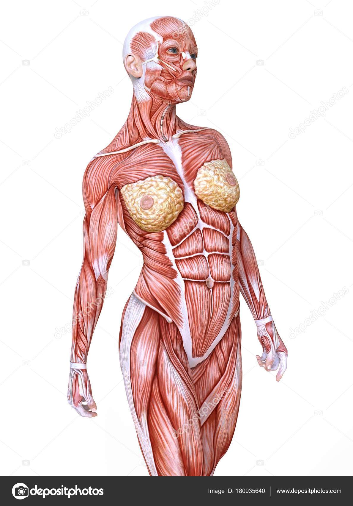Photos Body Without Skin Female Anatomy And Muscles Body Without Skin Isolated On White Stock Photo C E71lena 180935640