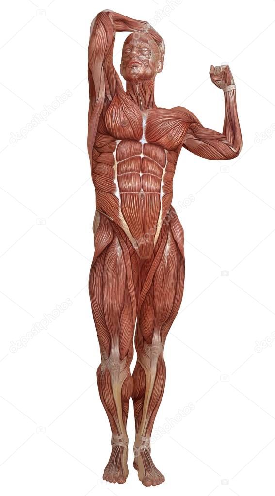 Picture: human body without skin | Male body without skin; anatomy and