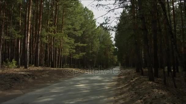 Strada nella foresta scomparendo in lontananza — Video Stock